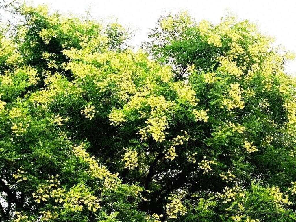 国槐的特点及其价值