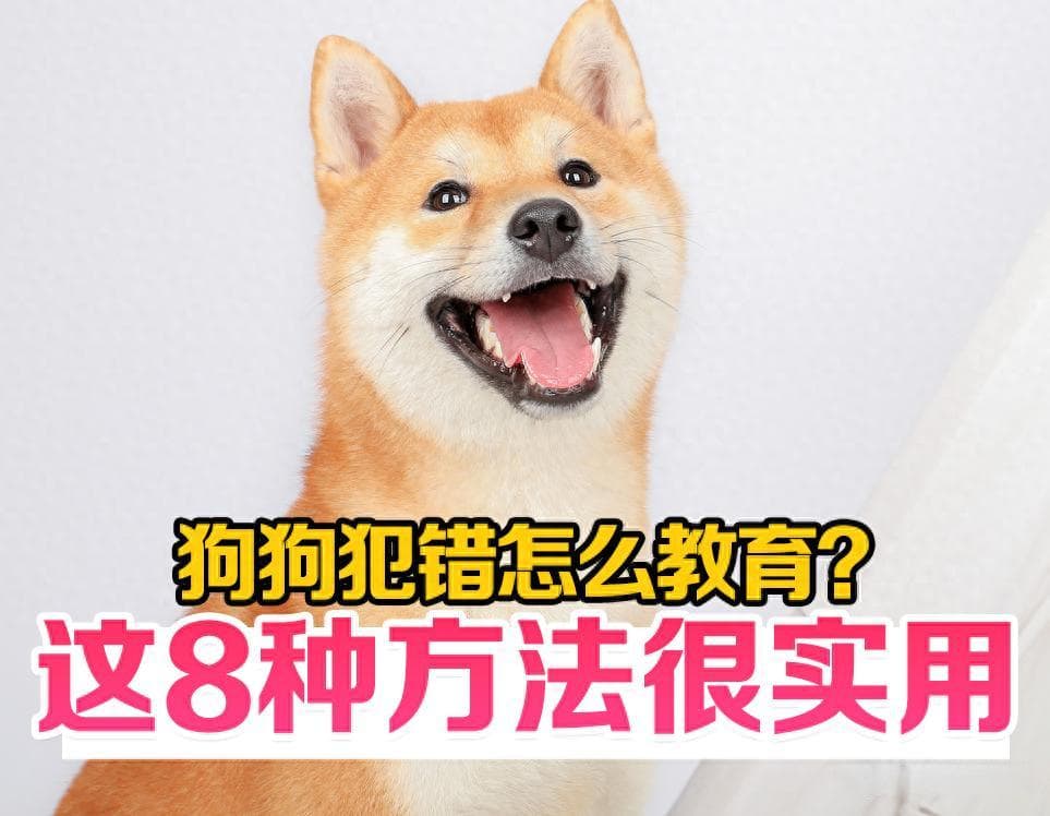 狗狗“做错事”怎么教育？这8种训练“方法”很实用！