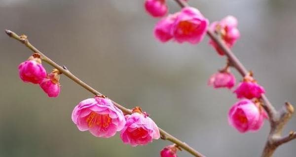 梅花的象征意义：坚韧、高洁与纯粹的美学追求