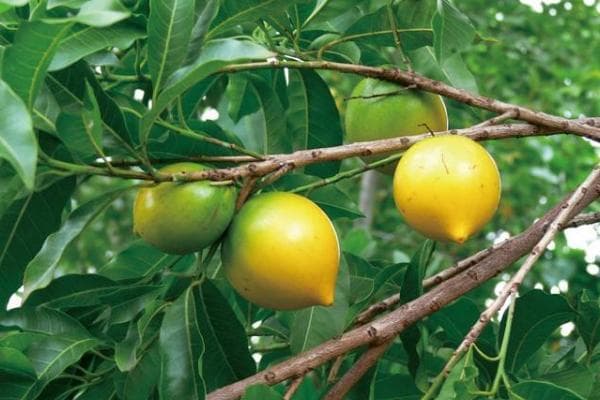 从选地到收获：蛋黄果种植技术与病虫害防治指南