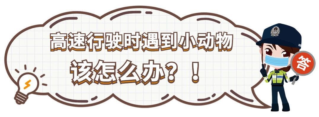 高速上遇到动物，是躲还是撞？