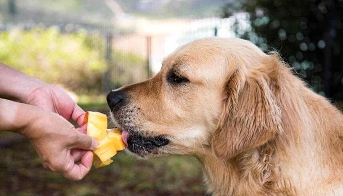 狗狗呕吐了怎么办？如何进行家庭治疗和预防？