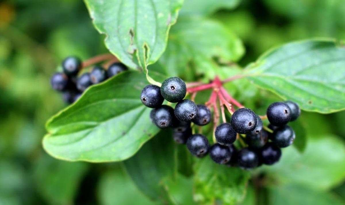 接骨木果：特性、益处和禁忌症