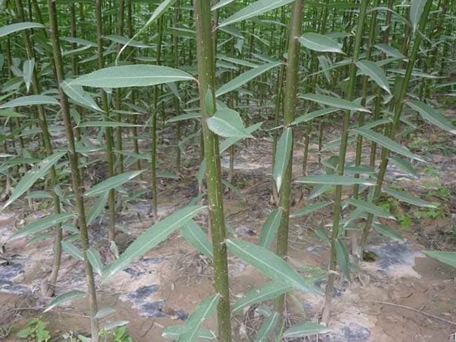 柳树的20种用途：从生态修复到文化象征