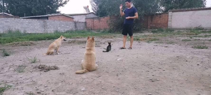 中华田园犬训练方法（以宠物为主，打造优秀犬只）