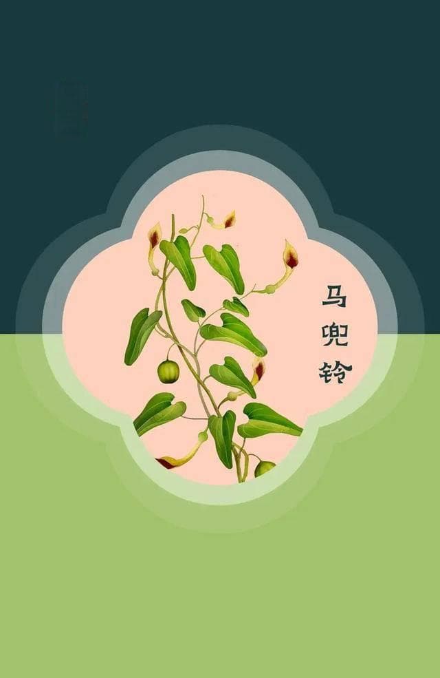 马兜铃酸会致癌，这些食物和草药要少吃！
