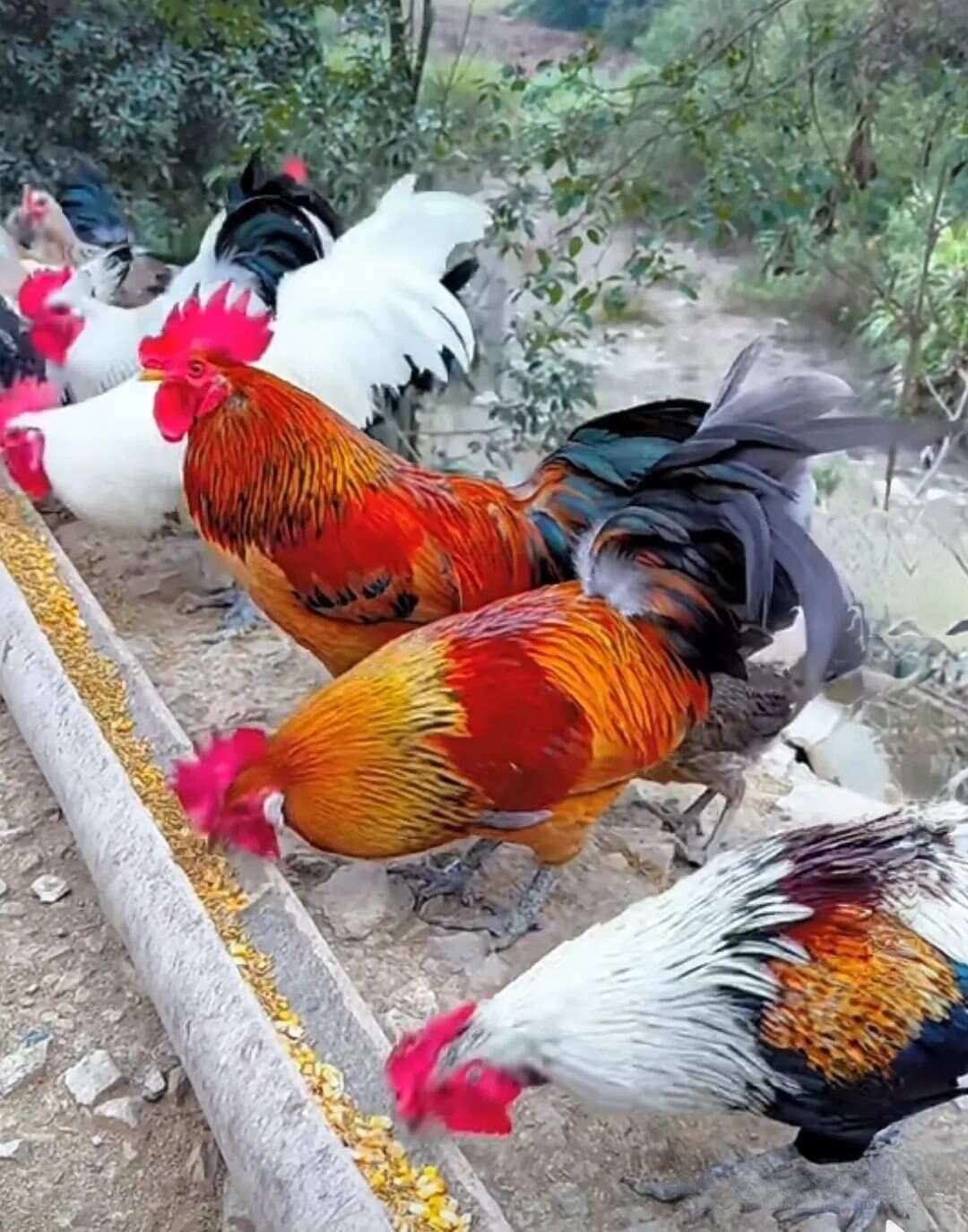 金霉素的药理与药物配伍
