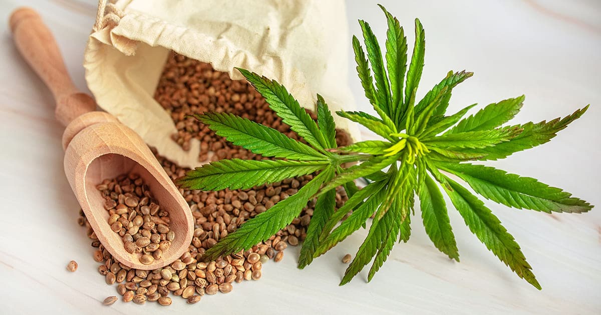 大麻和咖啡因使心律不正风险增加