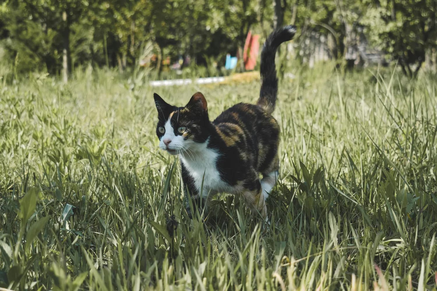 猫咪性格大揭秘：田园猫、布偶猫、英短谁最萌？