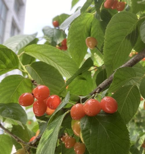 家庭种植樱桃树的完全指南（从选株到收获，打造自己的樱桃园）