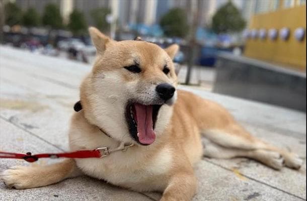 宠物狗突然害怕主人怎么办？全面解析原因与应对方案