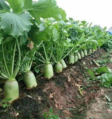 萝卜产地探秘——从种植到餐桌（探究萝卜的生长环境、种植技术与营养价值）