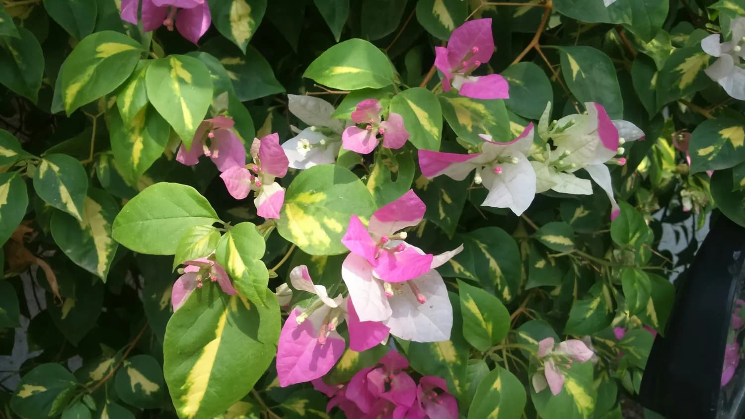 三角梅的七彩花语：从热情到坚韧，每种颜色都有其独特寓意