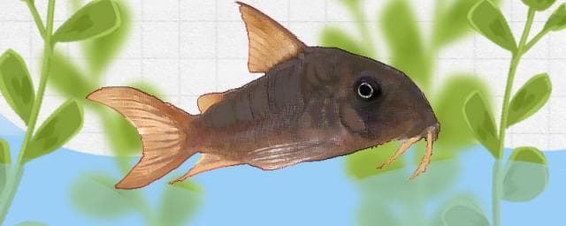 红帆鼠鱼好养吗？如何饲养红帆鼠鱼？