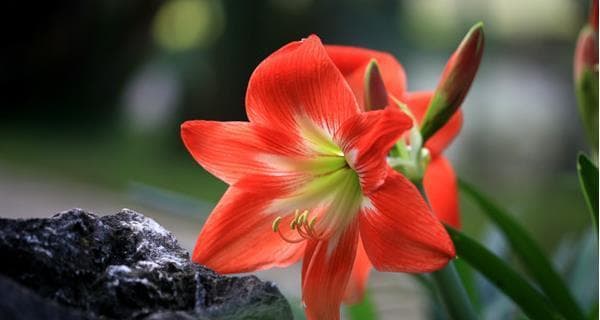 朱顶红花语与寓意：解读中国传统花卉的文化内涵