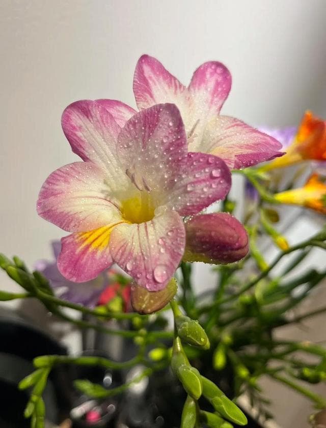小苍兰的花语是什么