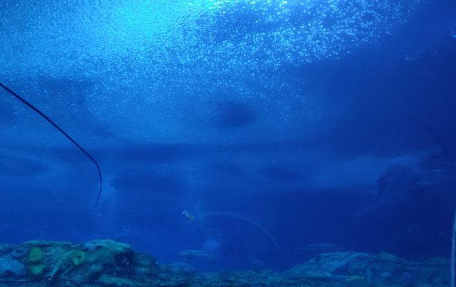 找寻海洋中的生物奇观，探索水下世界的神秘与多样