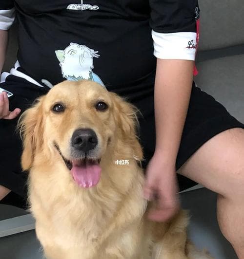 金毛犬的绝育（为什么要绝育？绝育好吗？）