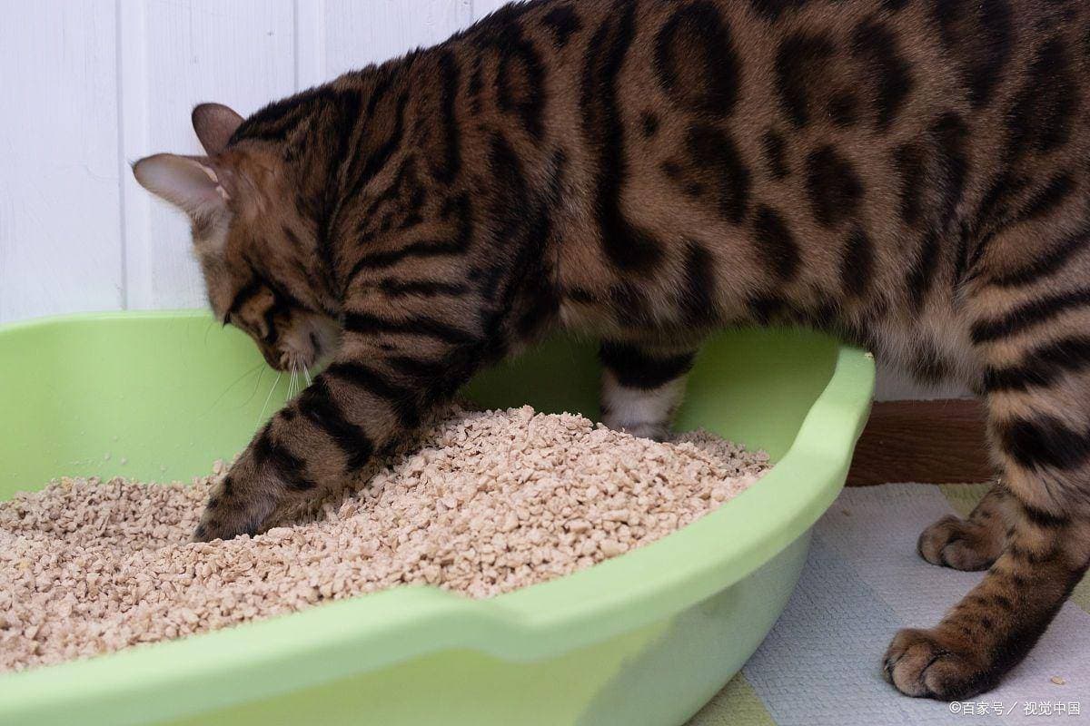 猫砂需要每次全部倒掉吗？猫砂使用全攻略：别再一股脑儿倒掉啦！