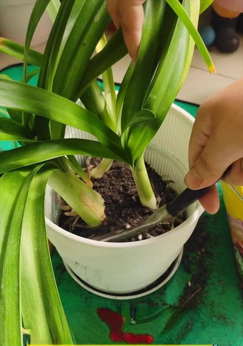 盆栽植物为什么闷根烂根？如何预防和解决这一问题？