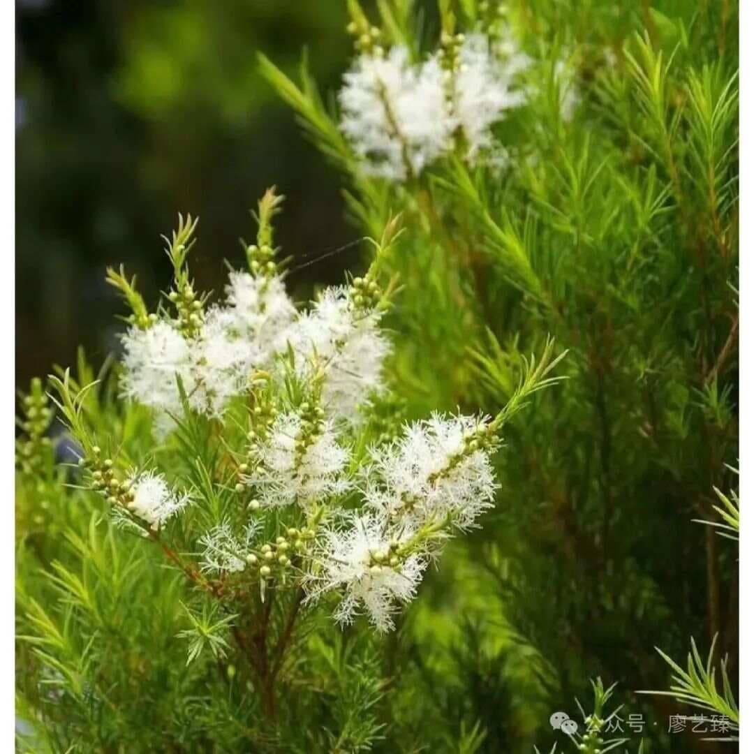 茶树精油：大自然的抗菌大师，万能用法附配方！