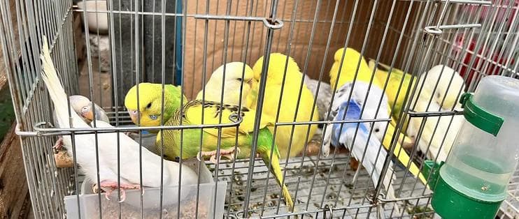 新手养鹦鹉必看丨鹦鹉养一只还是两只？