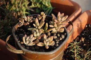 多肉植物的科属分类详解