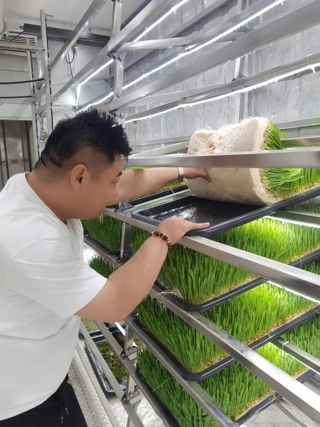 水培牧草：养殖业的新革命