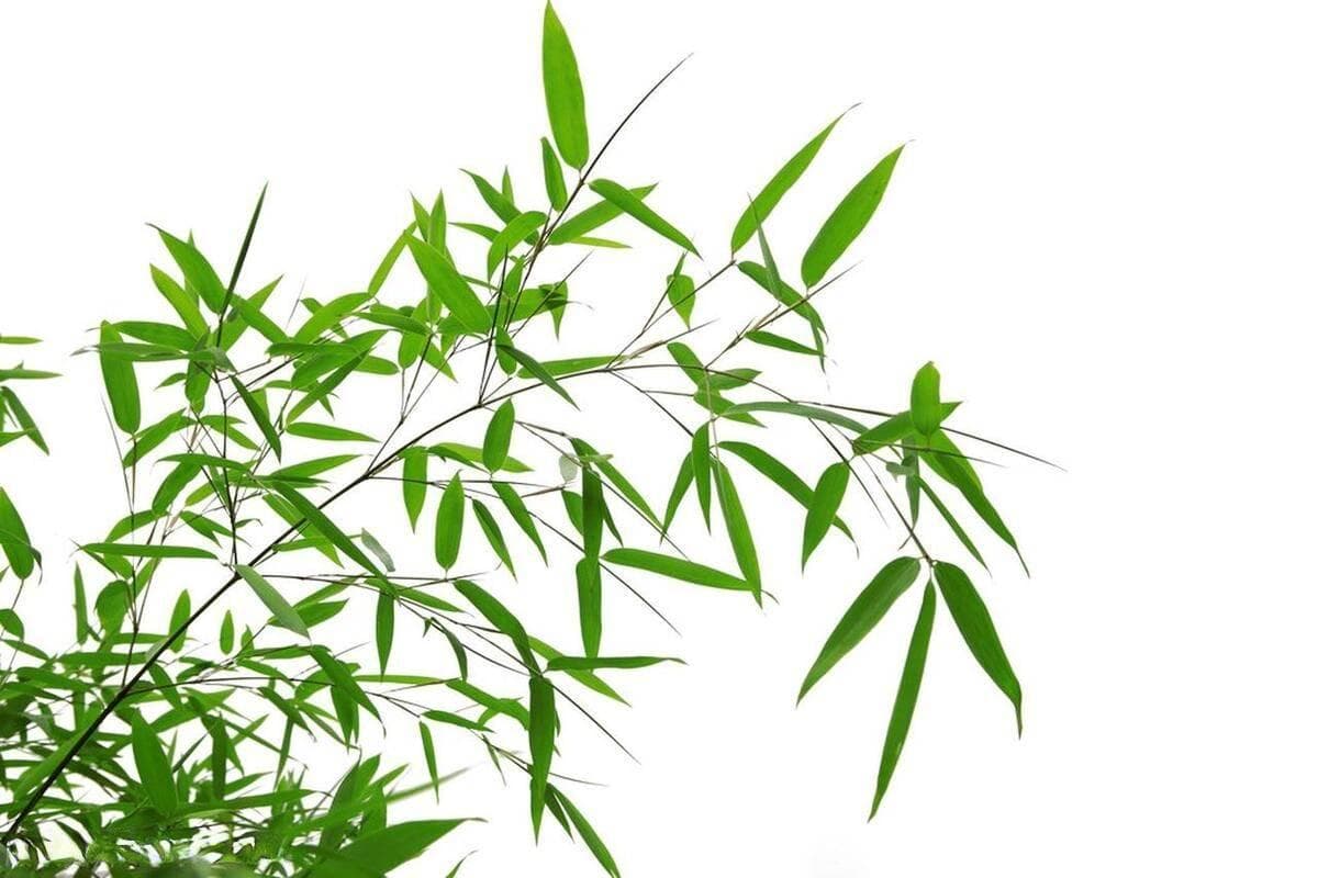 “曾与蒿藜同雨露，终随松柏到冰霜”：竹子的精神内涵与现代价值