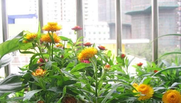 麦秆菊的种植方法及管理养护要点