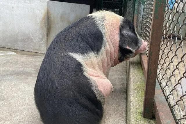 十大有名的中国本土猪品种 我国地方代表猪种有哪些