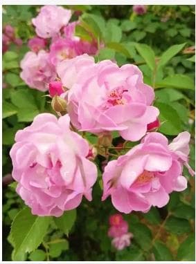 蔷薇花的寓意是什么？是吉花还是凶花？