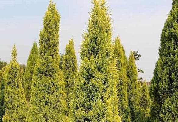 如何在院子里种植松柏：从品种选择到养护管理的全面指南