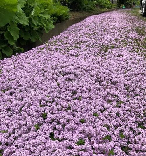 从生长环境到植物种类，你所不知道的地被植物