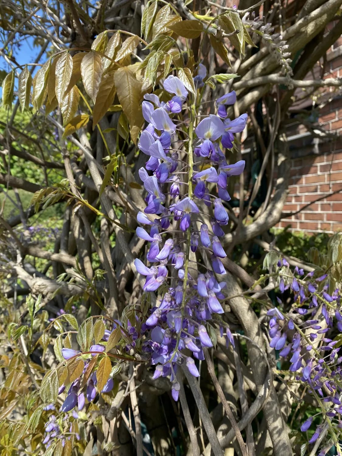 打造梦幻紫藤花园：多花紫藤栽培秘籍