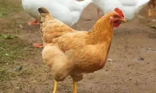 “母鸡打鸣”预示着什么？为何母鸡学公鸡叫就要杀掉，有依据吗？