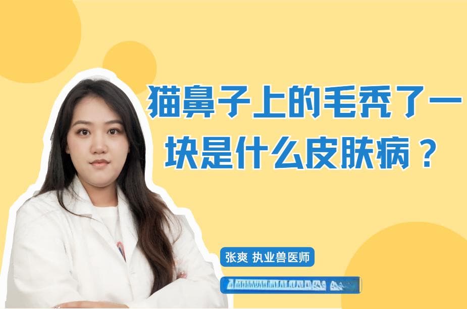 猫咪鼻子脱毛怎么办？可能病因及处理方法全解析