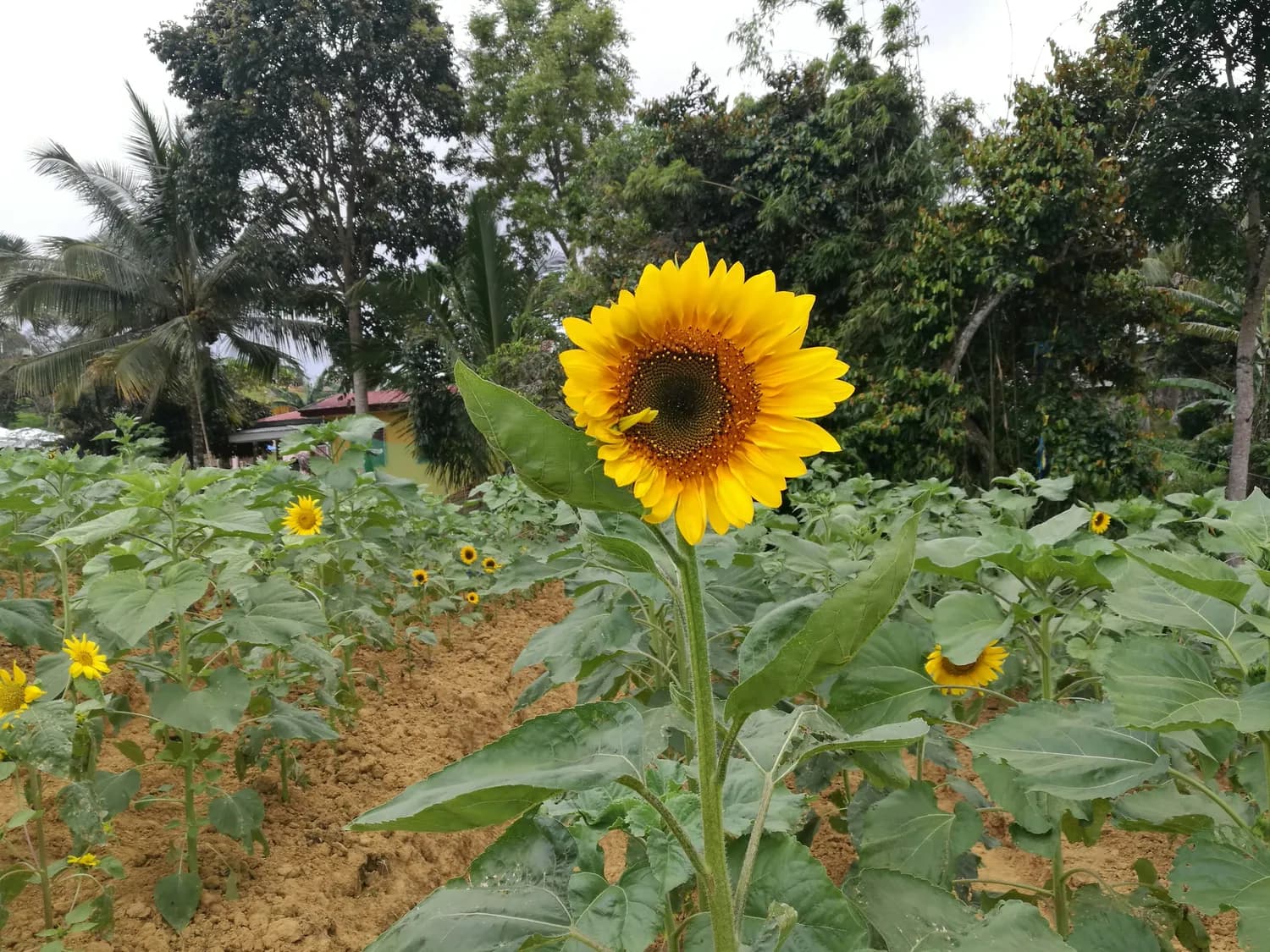 黄蜀葵花：一朵“致富花”的乡村振兴故事