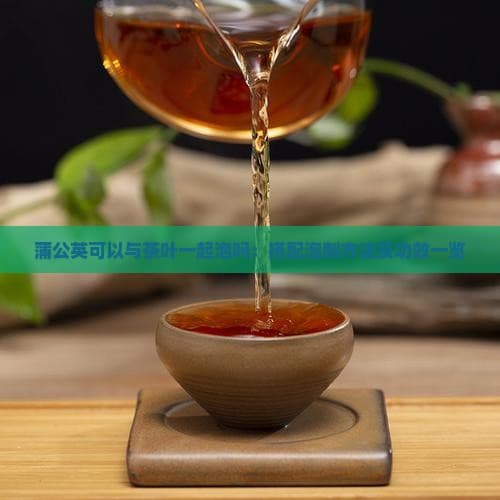 蒲公英可以与茶叶一起泡吗：搭配泡制方法及功效一览