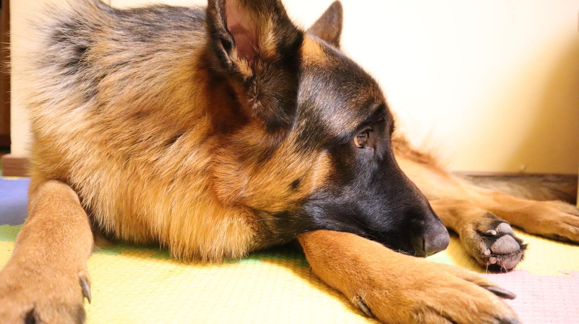 德国牧羊犬的平均寿命通常在 9到13年 左右