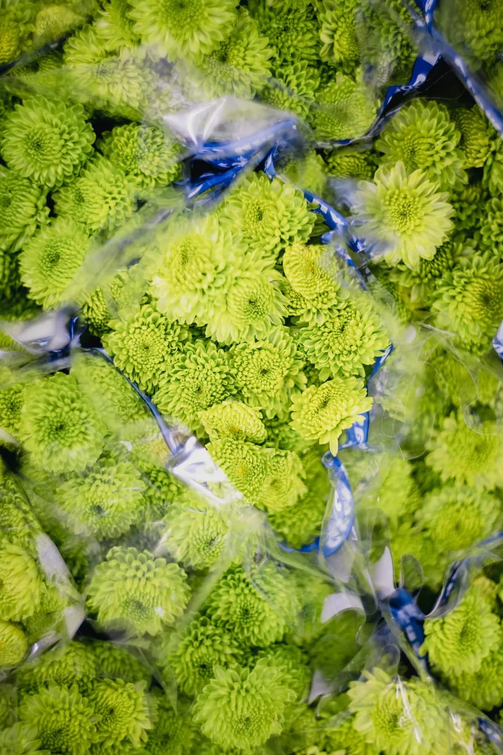 三七花泡水治喉咙痛？科学解读来了！