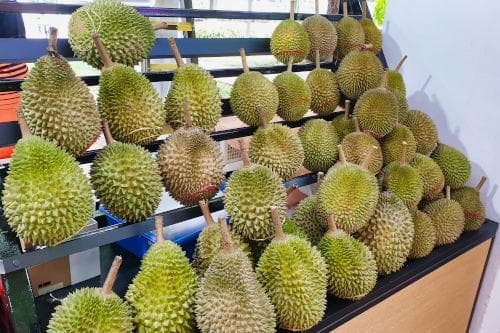马来西亚榴莲季节性指南：全年产量与品种详解
