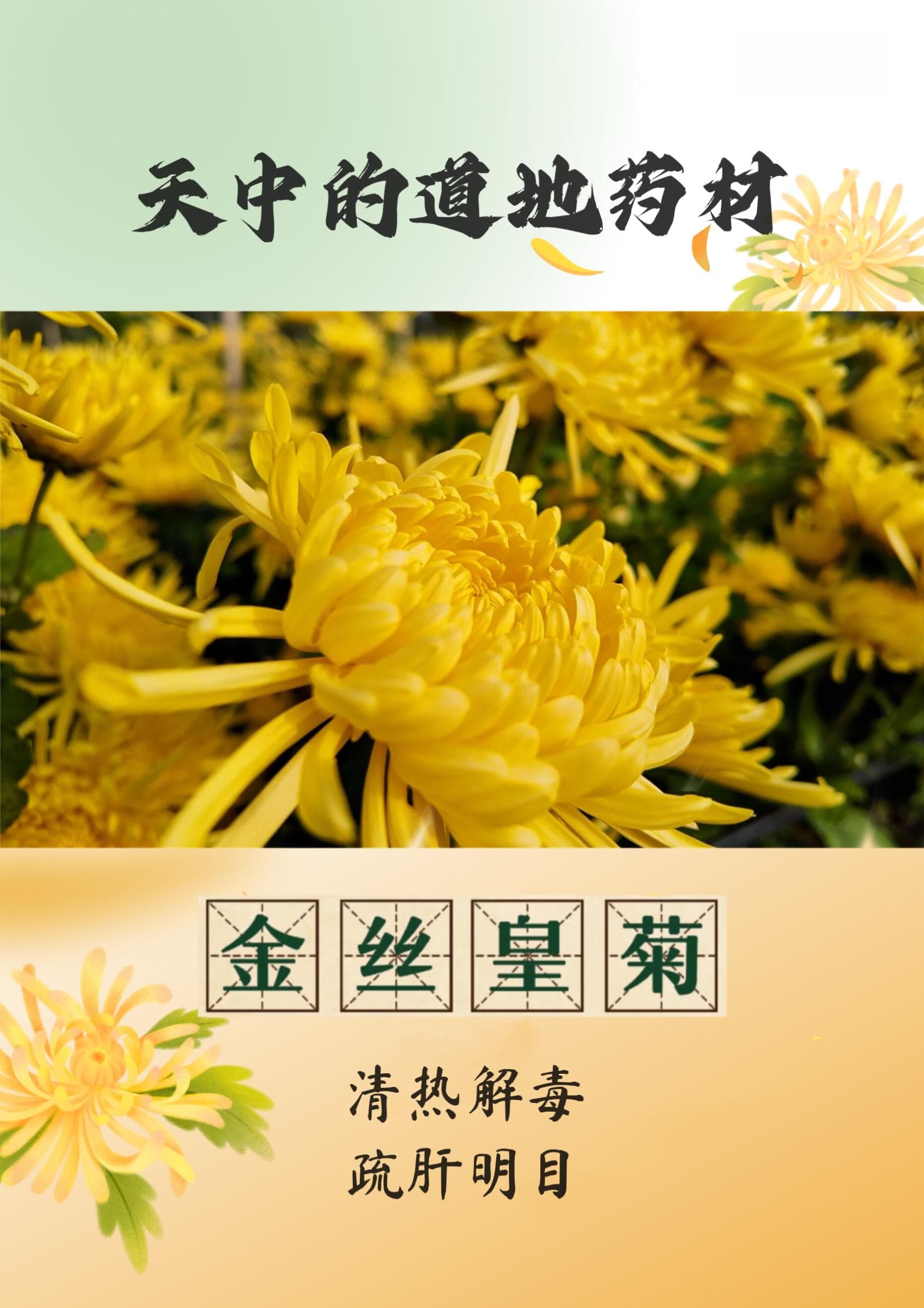 天中的道地药材（第十期）——金丝皇菊