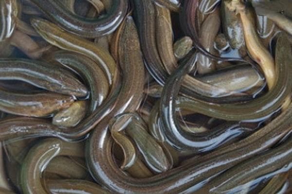 养殖黄鳝的高产技术方法