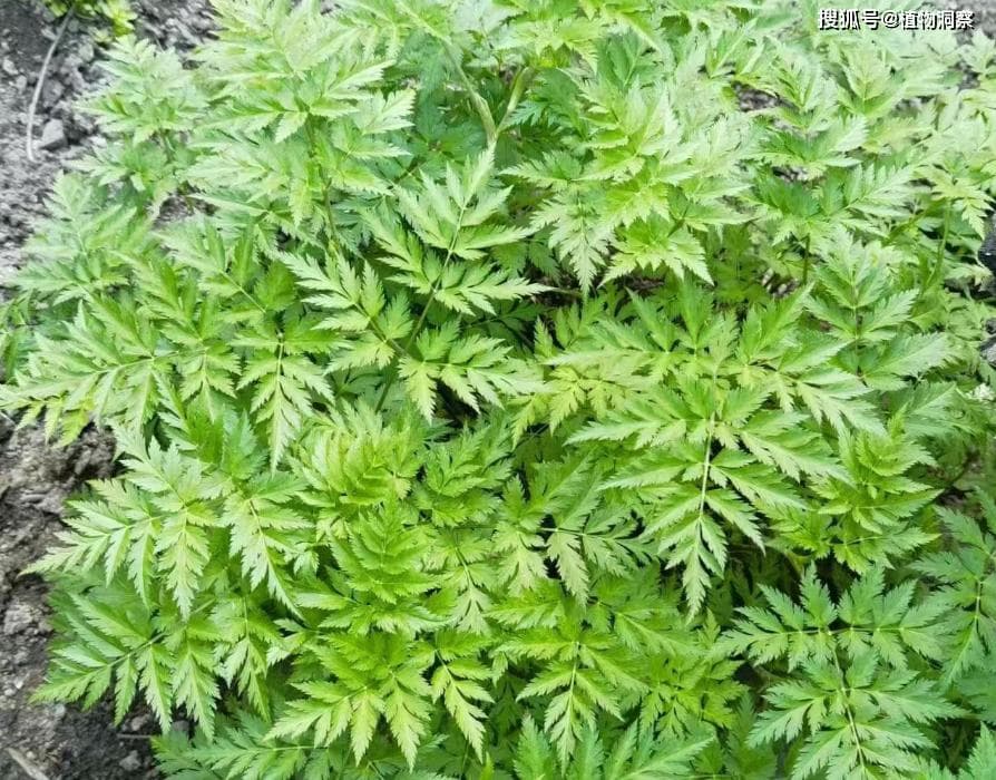川芎，又称山鞠穷、芎藭，有4大作用，价值极高，农民朋友要了解！