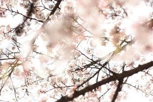村晚古诗的诗意解析与现代理解