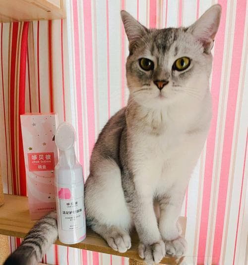 喂猫咪必备药品全解析（宠物猫咪常备药物及使用方法解读）