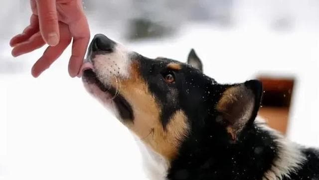 狗狗舔主人手和脚的原因竟然是这么回事？