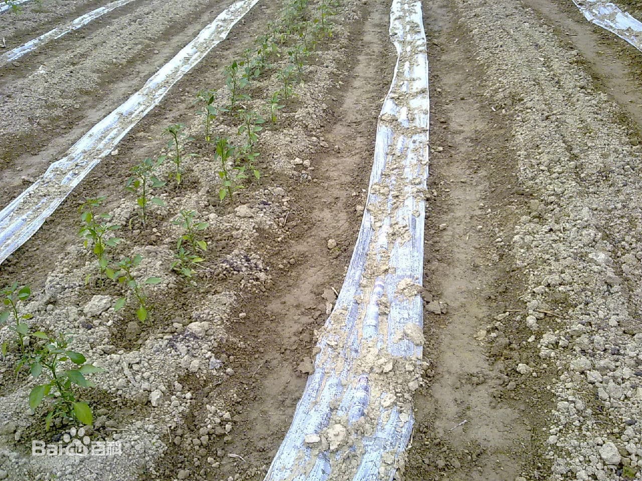 黑皮甘蔗：营养价值与种植技术全解析