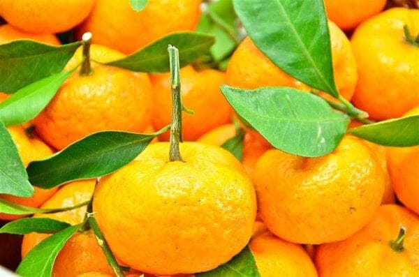 金钱橘怎样做止咳化痰